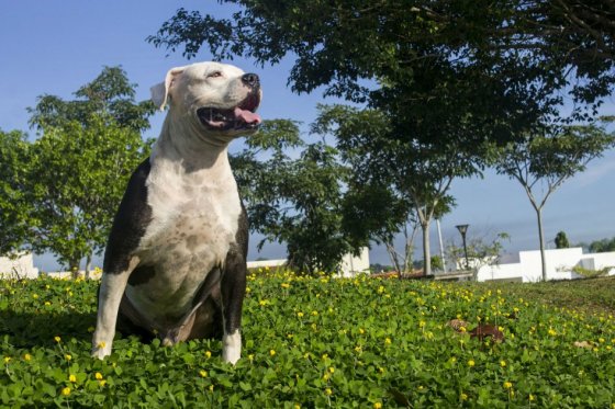 ¿Cómo saber y qué hacer si su perro es potencialmente peligroso?
bit.ly/2kpVqha