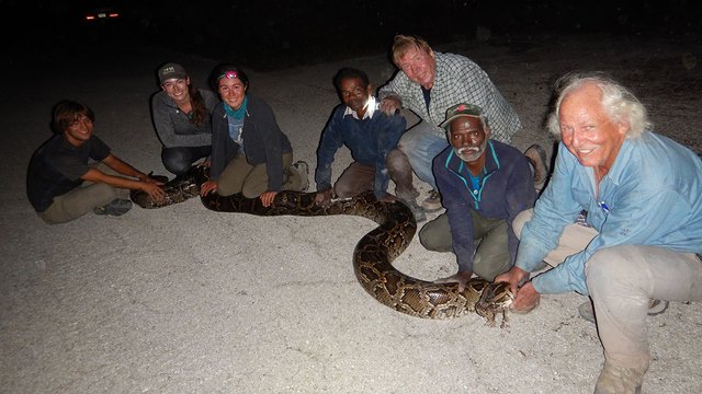 KTVU's tweet image. Snake catchers from India hunt pythons in Florida Everglades #pythonproblems bit.ly/2jPJwKk