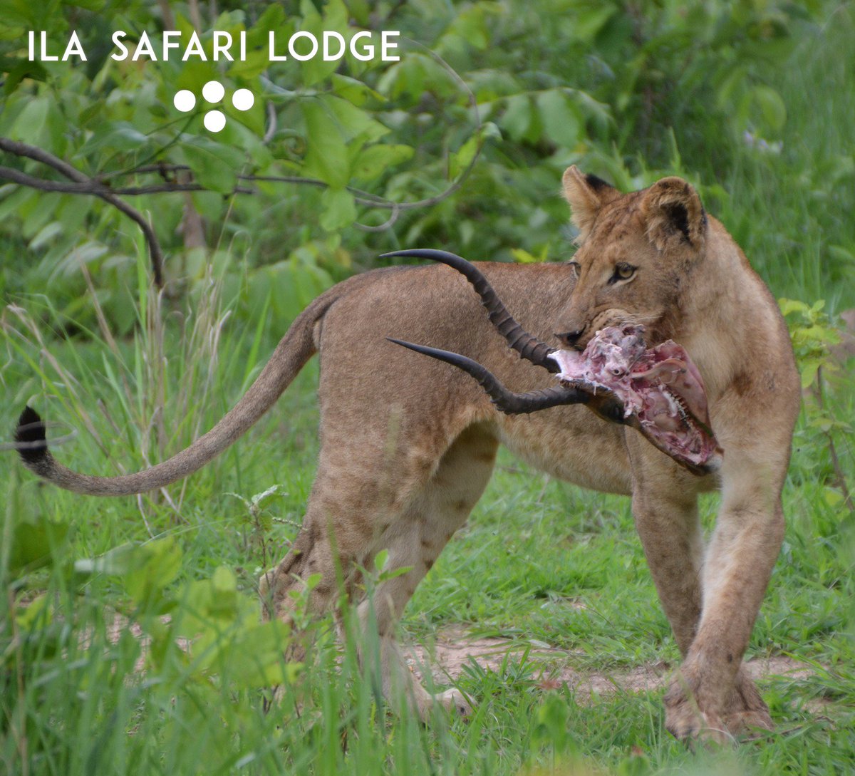 Looking for the Ultimate Eco-Safari Experience? <a href="/IlaLodge/">Ila Safari Lodge</a> is the Pride of the Kafue! Want to know more on the Kafue? - <a href="/KafueGuidebook/">A Visitor's Guide</a>
