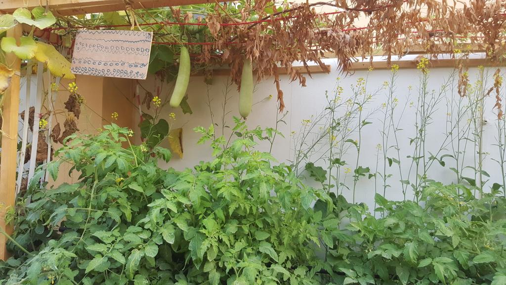nilambarig1's tweet photo. Happy green corner of TWS #Happiness #connectnature @official_TWS @KHDA @TwsVijaya @kings1309 https://t.co/KZiUPCPJrw