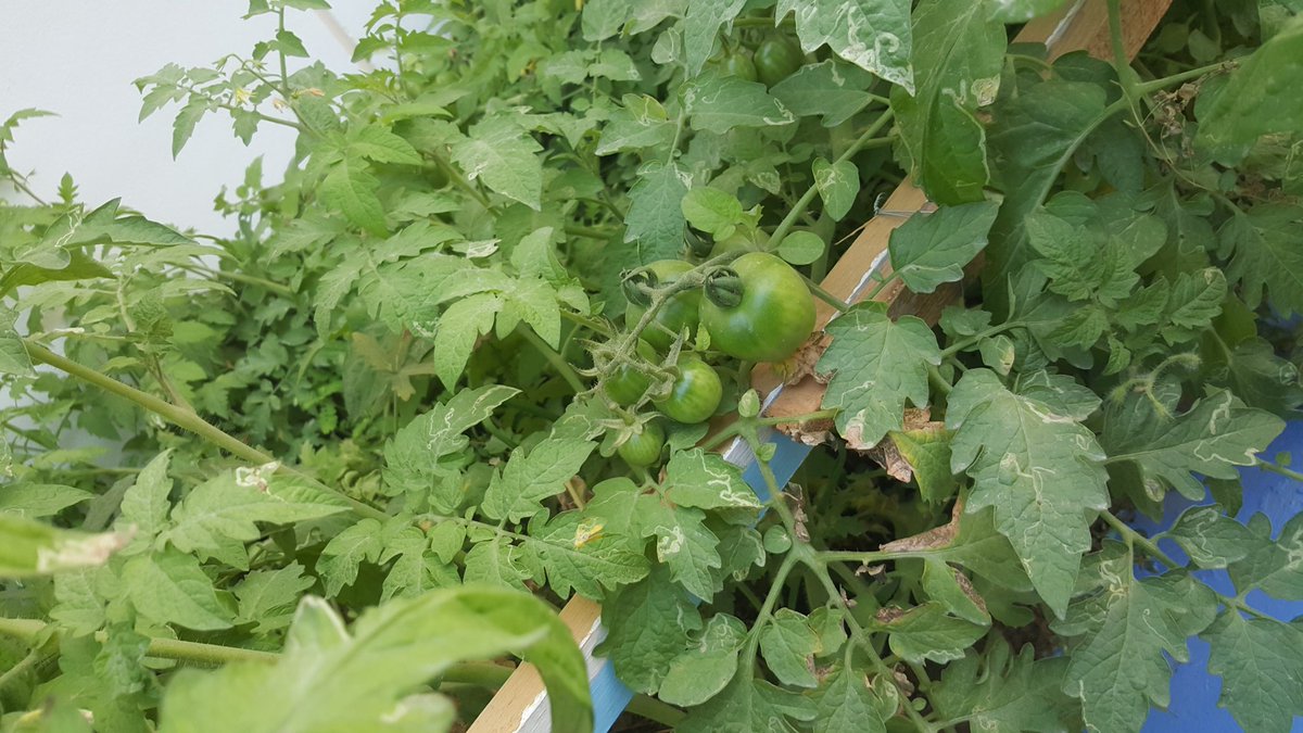 nilambarig1's tweet photo. Happy green corner of TWS #Happiness #connectnature @official_TWS @KHDA @TwsVijaya @kings1309 https://t.co/KZiUPCPJrw