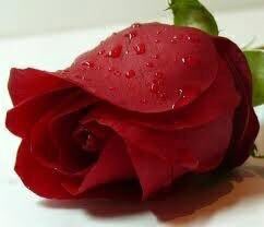 ManMan74600122's tweet photo. صباح الورد https://t.co/Ea4BYW6WtN