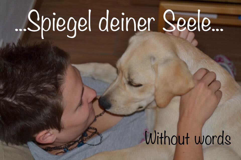 _without_words_'s tweet photo. #tierkommunikation #tiergespraeche #comunicazioneconanimali #mittierenreden #tierkommunikatorin #tiertelepathie #tiereverstehen https://t.co/x4vggOgeIi