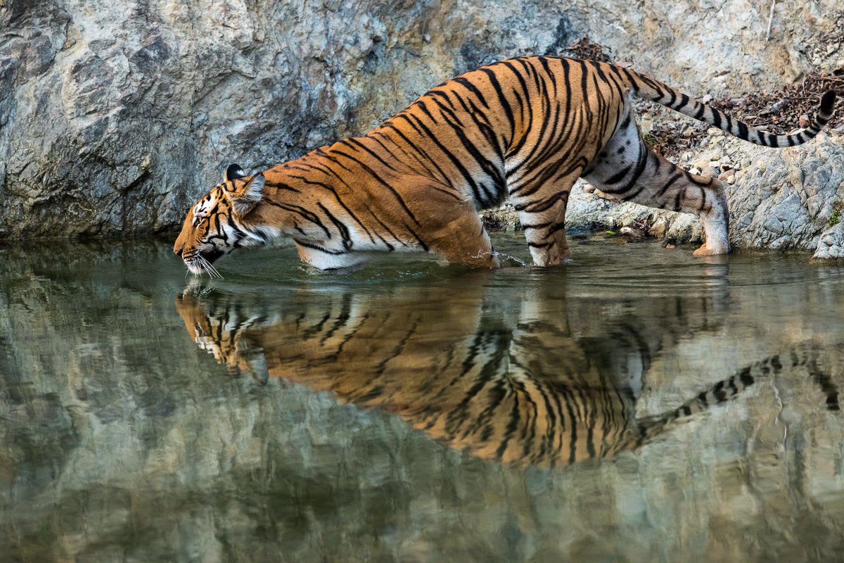 AdventureNcom's tweet image. #PicoftheDay

A fabulous click of #tiger clicked by Ganesh N. Use #CaptureAdventure to get your clicks shared with us

#WildlifeWednesdays