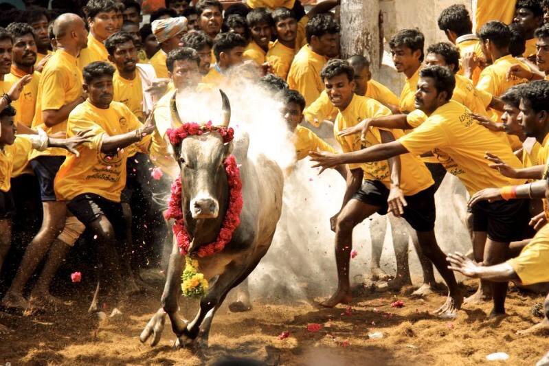 ArchPolls's tweet photo. Millions in Tamil Nadu, a state in India fight against corporate politics  to support #Jallikattu ...the conspiracy behind it is threatening https://t.co/firW5mDCe6