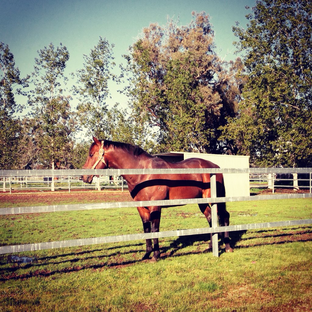 BorderBldstk's tweet photo. #FastNFamous' hot run continued today with Endean Express his 3rd winner from 5 runners in NZ in the past 10 days! https://t.co/Axfc7KUrh1