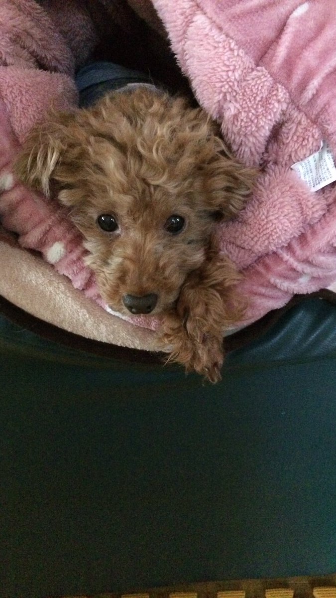 seira2022's tweet photo. こんにちは🐕まだまだ寒いね
春が待ち遠しい♪ https://t.co/k2UNctFKbi