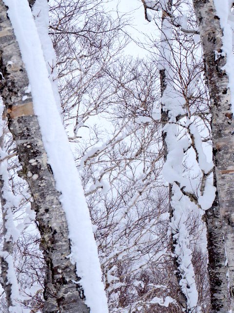 Pitucat66's tweet photo. I NEED A BREAK!!
Next stop japan. 
Japow! Pitu is coming!!
Arigato for all!!
#skptraveling #nwpd #lugaresdenieve #Hokkaido #hakuba #RealSnow https://t.co/oiDn0EvkjH