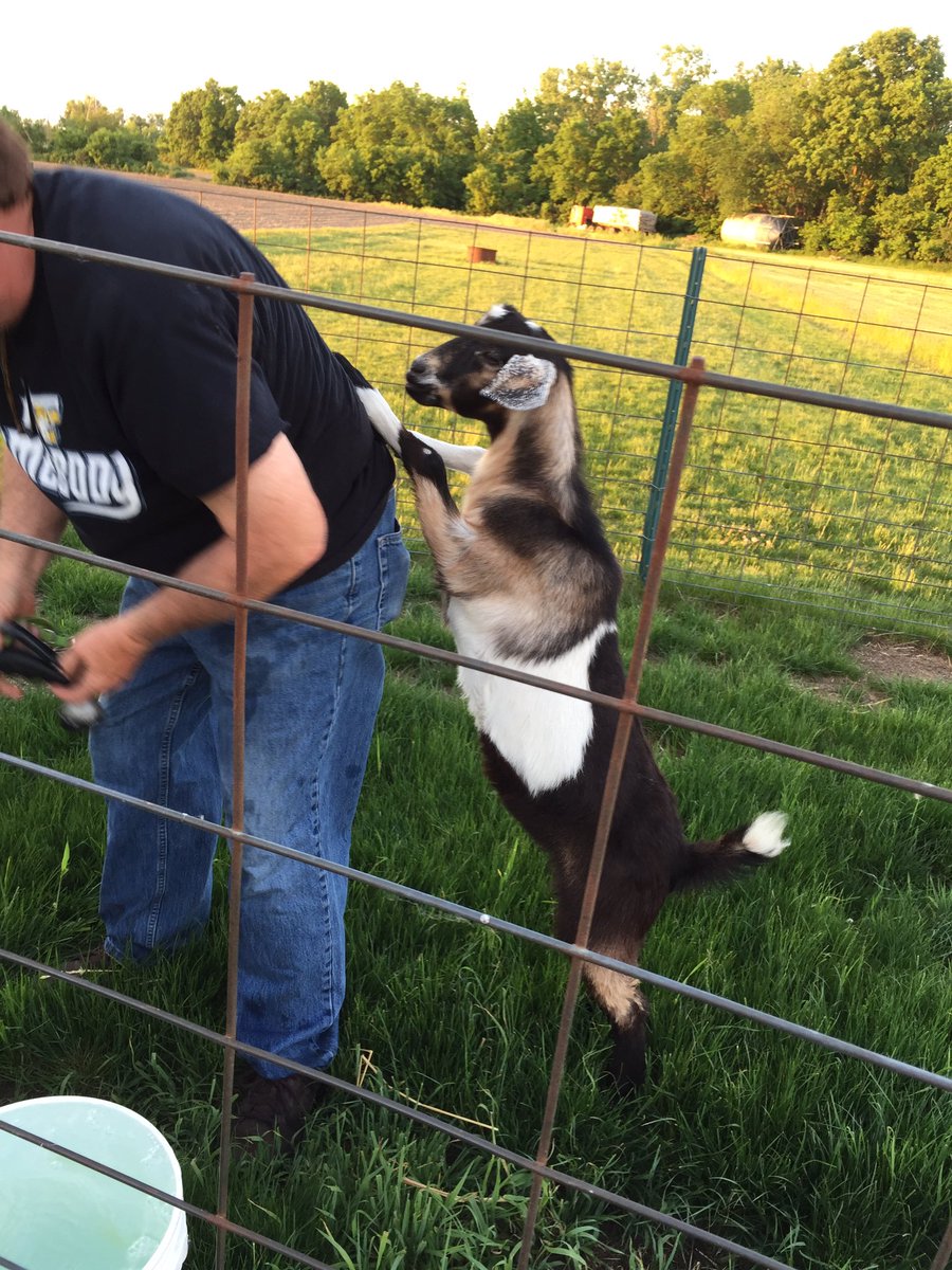kackleberryfun's tweet photo. Farmer Charley and our sweet pea . He's a goofy goat. https://t.co/5lCLFhdHvf