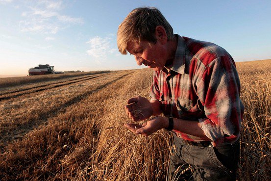 NonGMOProject's tweet photo. Researchers have developed a new #nonGMO technology for producing bigger, better wheat. https://t.co/82s0HkdZQx https://t.co/Aza828ywNC