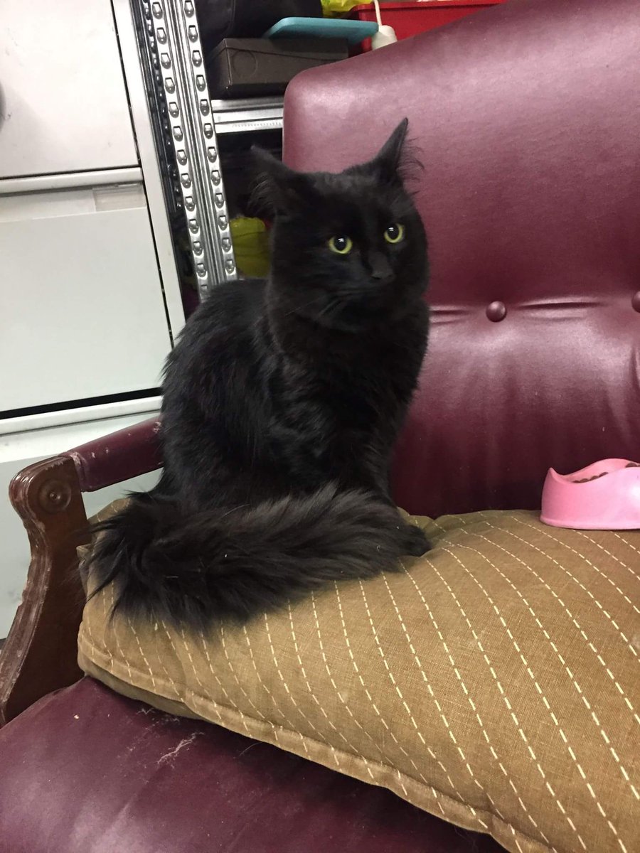 Fundum kisu í hfj, greinilega mjög þreytt og svöng og vantaði knús. Er búin að kyssa mig alla og knúsa. Er einhver sem að kannast við hana?