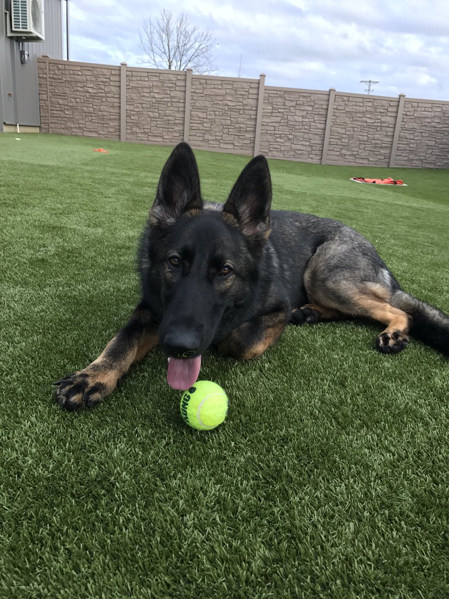 PinnaclePets's tweet photo. Greta, good weather, and a tennis ball. A good life. https://t.co/QbsK7fP4lg