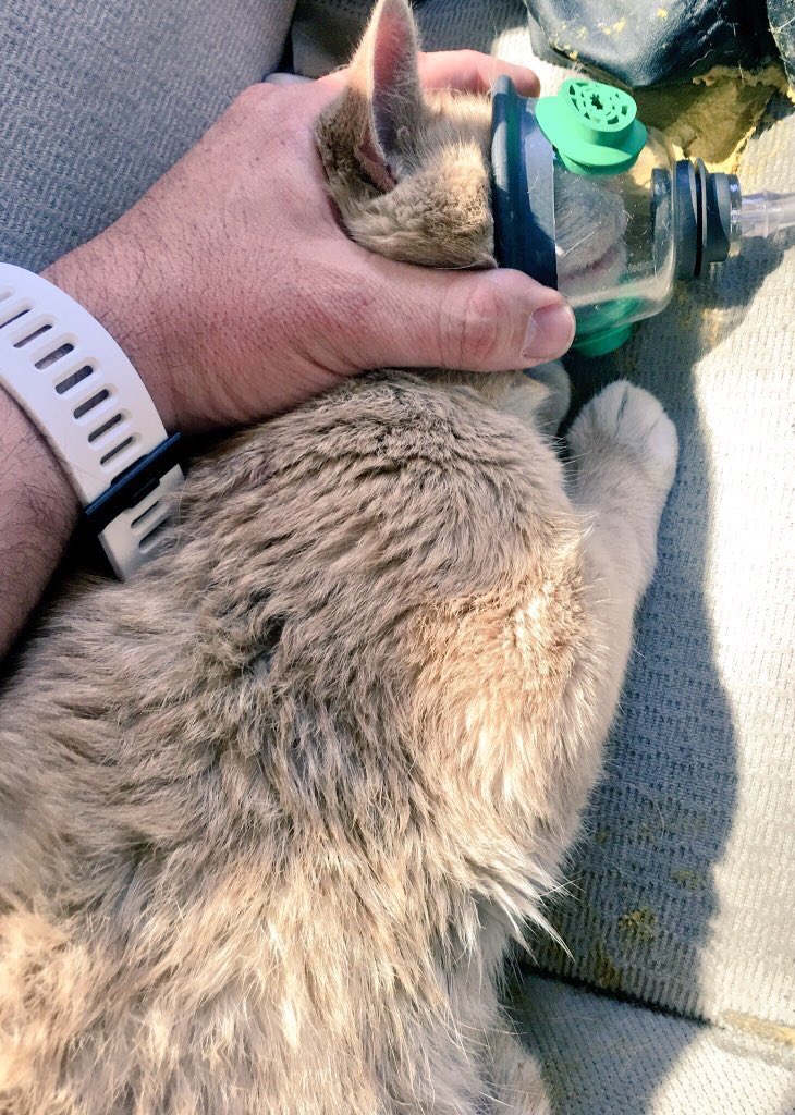 BobbyCorgi123's tweet photo. I ❤️@RedPawRelief. They help reunite pets with families after fires and disasters. @PhillyFireDept asks for them when pets are in need! https://t.co/POy6YvBV7G