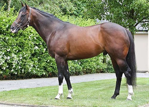 1st of the Elzaam (1 season Woodside shuttle sire) 2yos to race at Hobart on Sunday: Brendan McShane's BOSPORUS