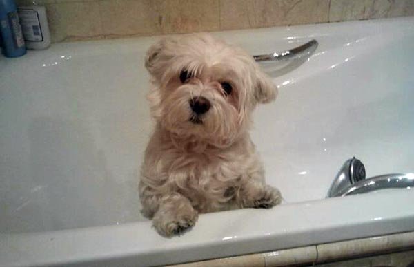 mundocan's tweet photo. ¿Cada cuánto tiempo debes bañar a tu perruno amigo? Descúbrelo en este interesante artículo: https://t.co/TW9StLh9SA https://t.co/v4WNP345jW