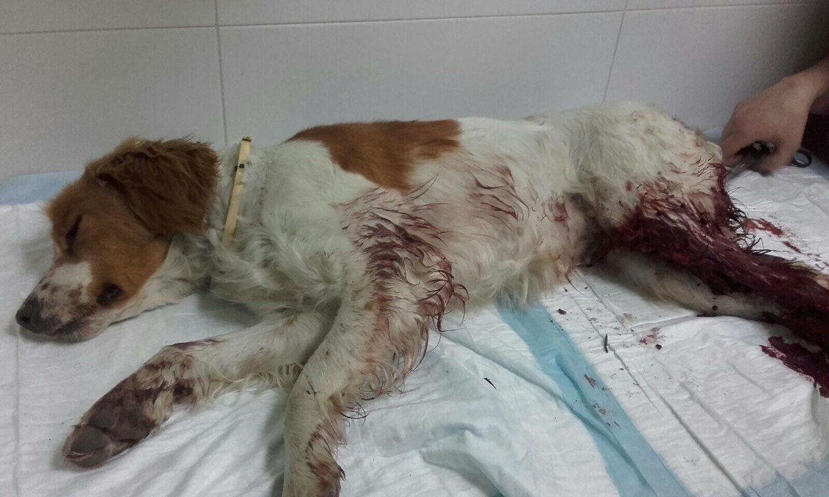 CorinaRandazzo's tweet photo. 🆘🆘SE NECESITAN DONACIONES DE CUALQUIER TIPO PARA PODER OPERARLA🆘🆘🆘🆘
Ayúdame a difundir. 
Entre todos podemos salvarla. DONACIONES POR FAVOR https://t.co/MZymP6X2HE