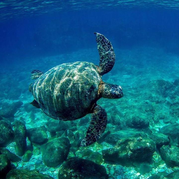 We ❤️ "Honu" Hawaiian Green Sea Turtles! 
#Repost <a href="/TheWestinMaui/">The Westin Maui Resort & Spa, Ka'anapali</a>