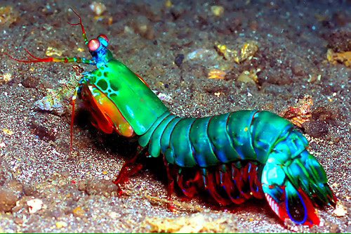 The only thing better than a <a href="/JaxShrimp/">Jacksonville Jumbo Shrimp</a> is one of these bad boys