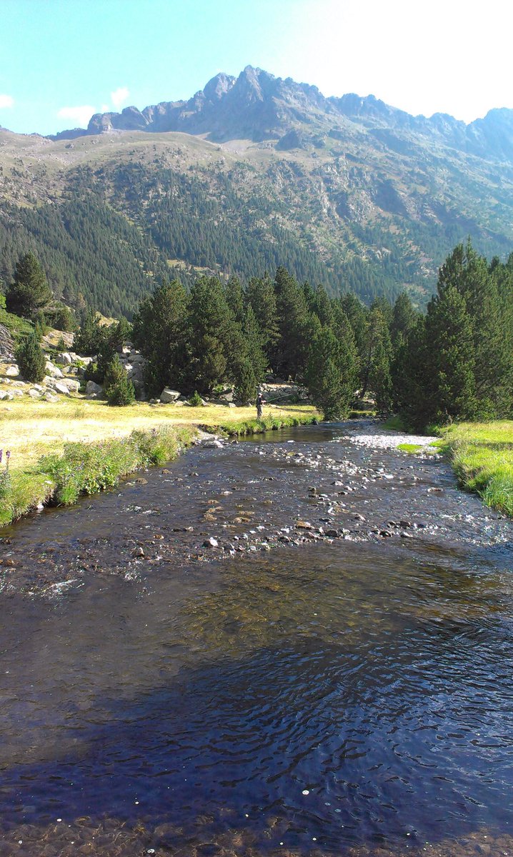 Pyreneesflyfish tweet picture