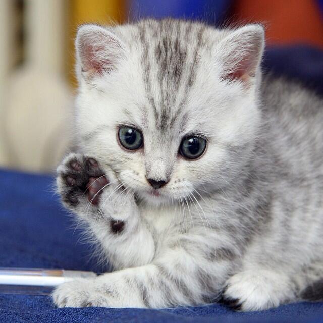 DaiIyPuppyCats's tweet photo. https://t.co/YNWdkmjBIr HELLO little cutie. https://t.co/SK0DAoRie1 https://t.co/F3gJEcpwPE