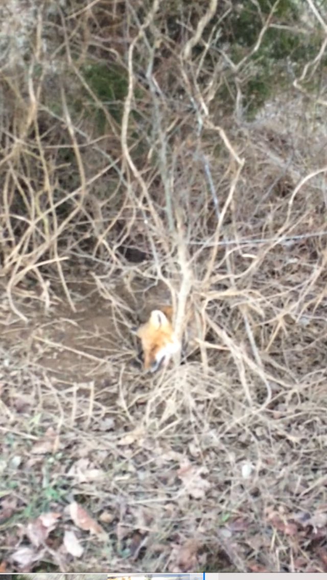 TrapperKentucky's tweet photo. #RedFox number 2. Love catching them on snares I make!  #foxtrapping  #kentuckytrapping @Trapper603 @trappinginctv @HuntingTrapping https://t.co/nncffXz0ld