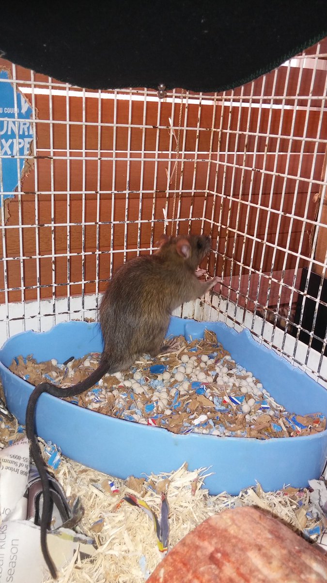 My wild boy cheerio.  His tail is 23cm (9") long!