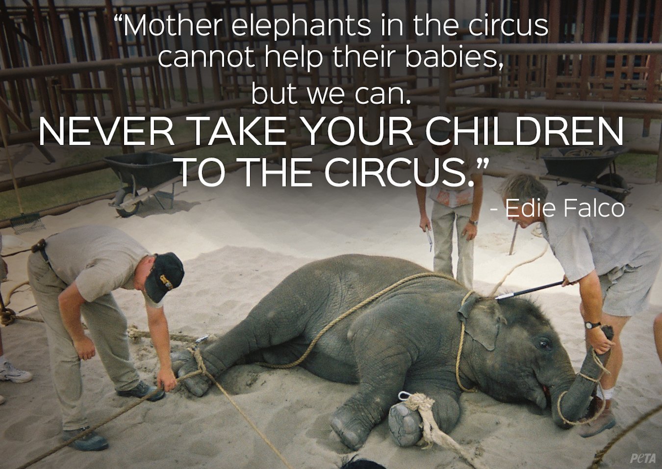 PETA on Twitter: PETA on Twitter: