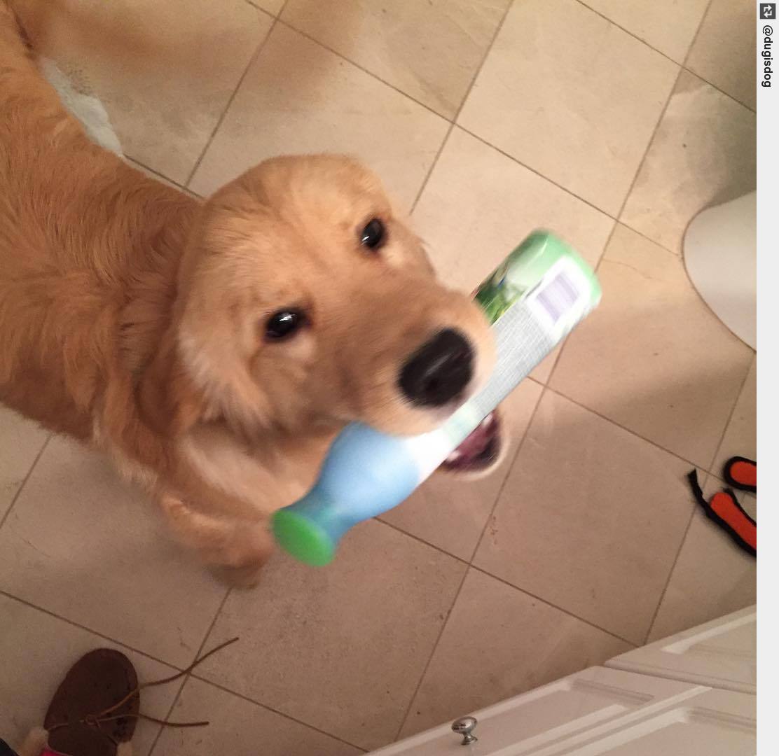 AnyWhoWhere's tweet photo. If I Fabreeze myself I don't have take a bath, right? #SaveWater #JustNeedSomeHelp #HereYouGo #puppy #dogsoftwitter #goldenretriever https://t.co/2uzpxVTbtB