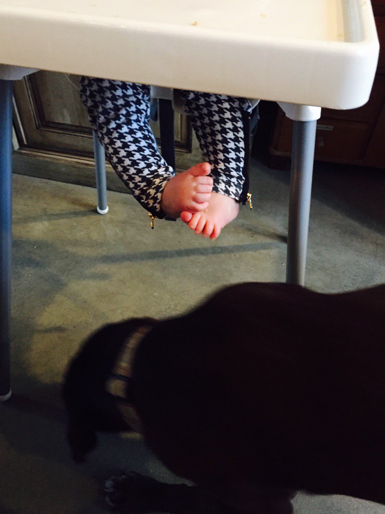 sarahchalke's tweet photo. Lola's fave spot to hang out...
#LolaAndFrankie #ClassicLab #ScrubsDog https://t.co/ChhasBpT0J