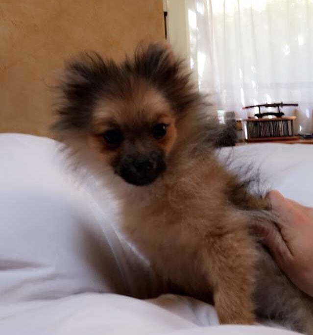 daniellefclyde's tweet photo. Me ayudan a pedir por Tomassa? La atropellaron y está muy delicadita, de paso también mucha fuerza a @solkinruz <3 https://t.co/4Q2wzcebbB