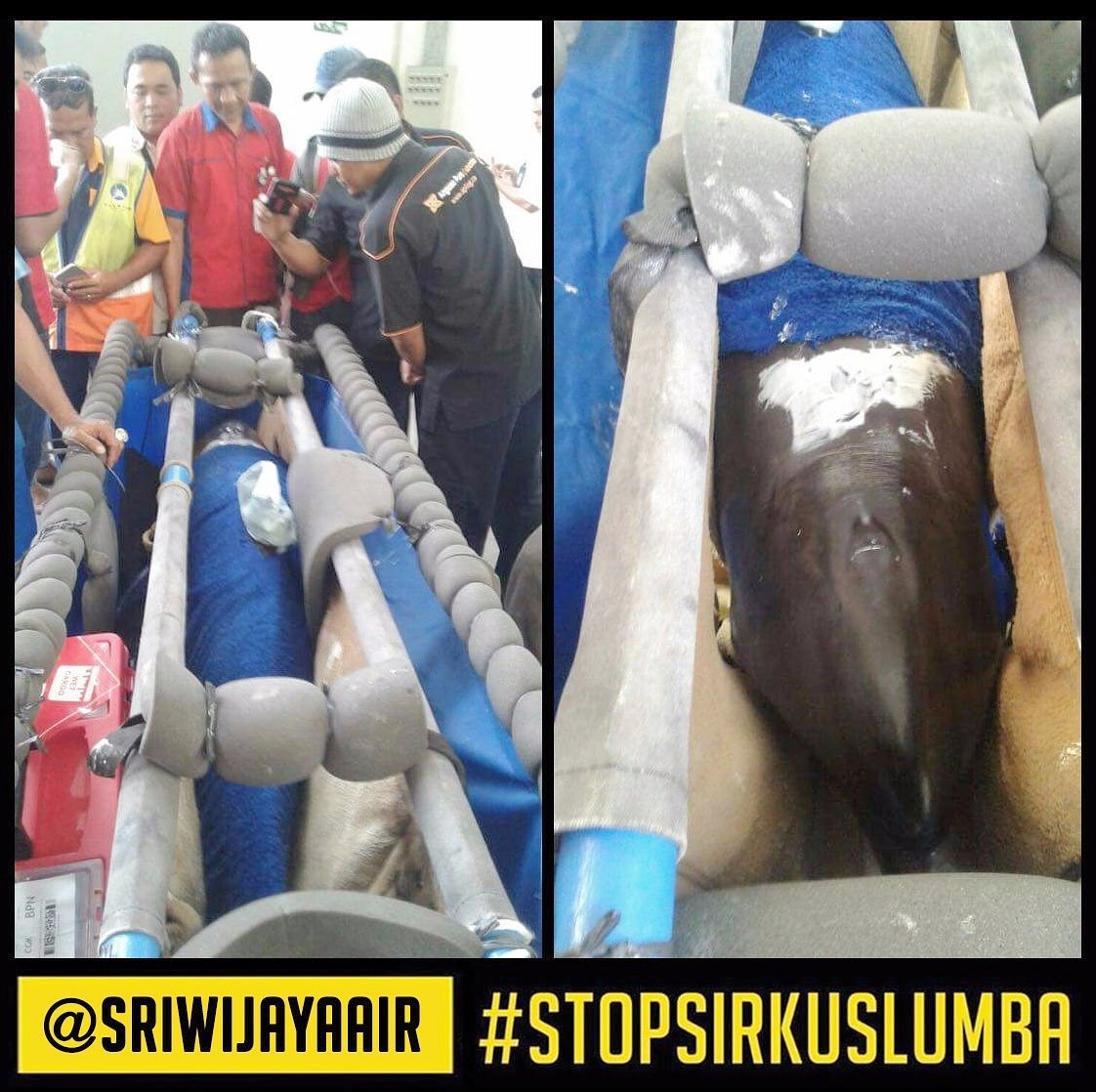 <a href="/SriwijayaAir/">Sriwijaya Air</a> TOLONG JANGAN MENDUKUNG KEKEJAMAN INI. Hilangkan jasa transportasi lumba-lumba untuk disiksa di Pertunjukan! #STOPSIRKUSLUMBA