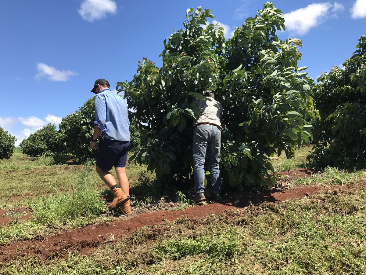 AvolutionFresh's tweet photo. Searching &amp; finding a great Shepard avocado 🥑 crop in Bundaberg just weeks away @GoodFruitandVeg @BushReporter @pipcourtney @smh  @ABCRural https://t.co/qbVXN78D2k