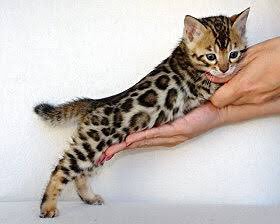さくやん 彩紅夜さんを猫に例えると ベンガルです ベンガルは 遊ぶのが大好きなワイルドな猫種です 毛色はヒョウ柄 で 目の色は茶色です また この猫種の中でも特に真面目な性格 T Co 68myxw6wb4