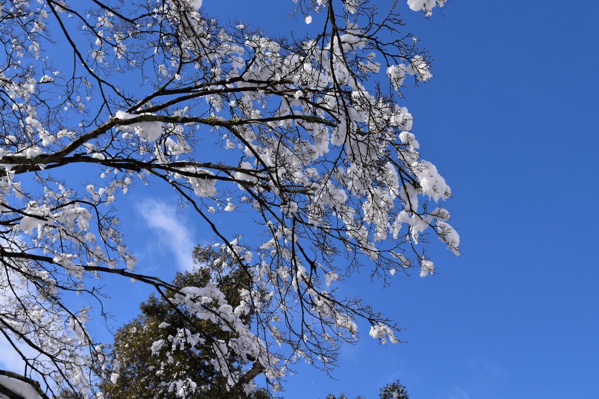 XabaC77's tweet photo. 雪が積もるといい写真が撮れます☃️✨😊
#写真好きな人と繋がりたい 
#一眼レフ初心者 
#雪 https://t.co/kJLFO1aUTX