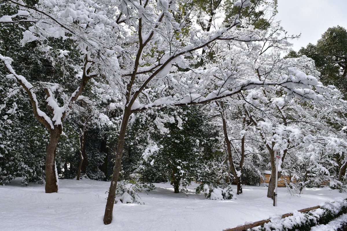 XabaC77's tweet photo. 雪が積もるといい写真が撮れます☃️✨😊
#写真好きな人と繋がりたい 
#一眼レフ初心者 
#雪 https://t.co/kJLFO1aUTX