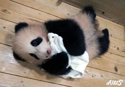 アドベンチャーワールド 公式 A Twitter 9 18生まれのパンダの赤ちゃん 結浜 ゆいひん は本日で生後４か月になりました 最近はタオルをガブガブ噛んだりクシャクシャ丸めたりするのがお気に入りの遊びのようです パンダ パンダ赤ちゃん アドベンチャーワールド