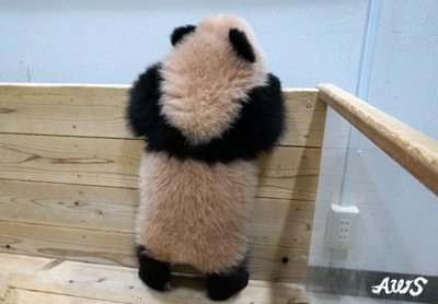 アドベンチャーワールド 公式 A Twitter 9 18生まれのパンダの赤ちゃん 結浜 ゆいひん は本日で生後４か月になりました 最近はタオルをガブガブ噛んだりクシャクシャ丸めたりするのがお気に入りの遊びのようです パンダ パンダ赤ちゃん アドベンチャーワールド