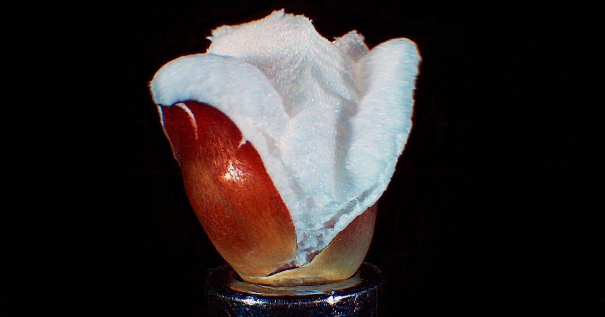 Watch Popcorn Explode at 30,000fps Super Slow Motion via <a href="/petapixel/">PetaPixel</a> #photography - buff.ly/2jWJgIf