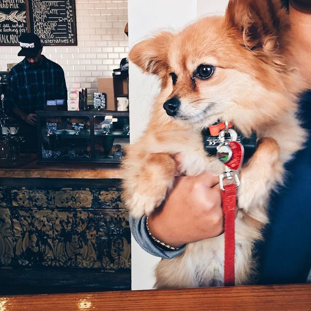 Menottis's tweet photo. Dreaming about that single origin espresso ❤ #MenottisMutts https://t.co/nUOj9jKABk