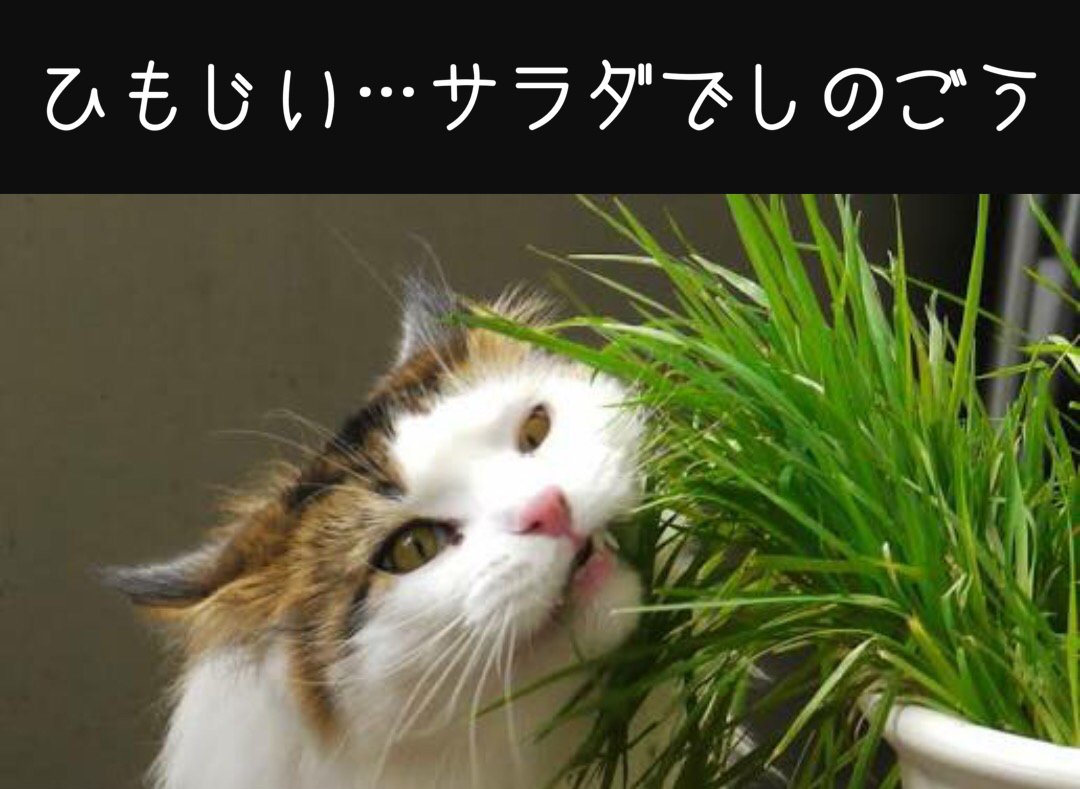 mtaro884's tweet image. ただ今、ダイエット全力投球中！！