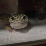 爬虫類＝冷たい目は間違い!実際に爬虫類を飼うと、優しい顔をしているんだぞ…!