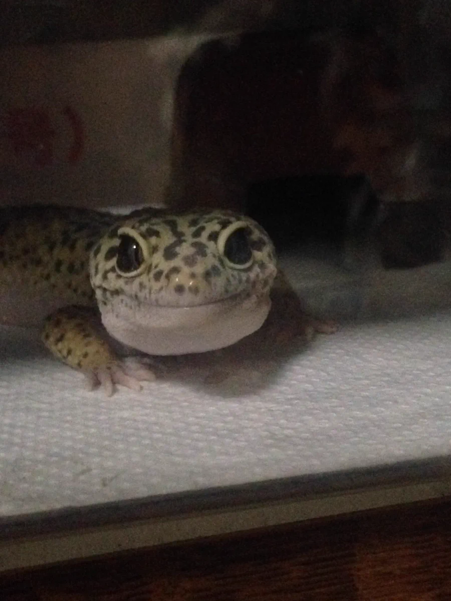 爬虫類＝冷たい目は間違い！実際に爬虫類を飼うと、優しい顔をしているんだぞ…！！