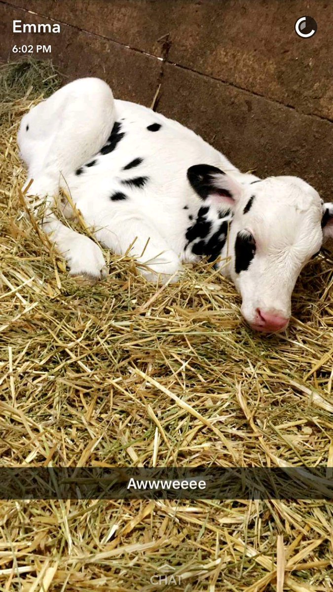 plambomb12's tweet photo. @craigcrest excited to see how some of the Afterhours calves turn out!! https://t.co/Og6drcceMo