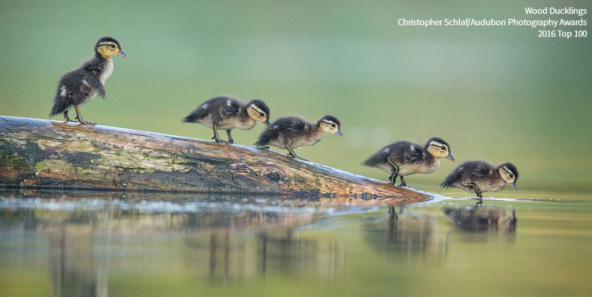 audubonsociety's tweet photo. Enter the 2017 Audubon Photography Awards for a chance to win great prizes! https://t.co/6yRI1SpHv1 https://t.co/bgq6kCmIBa