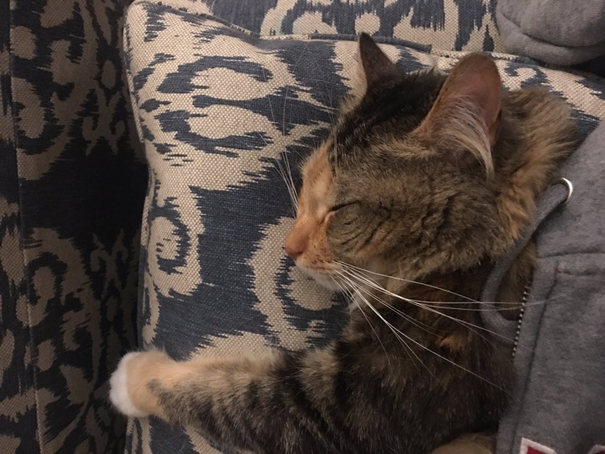 IamRubyTheCat tweet picture