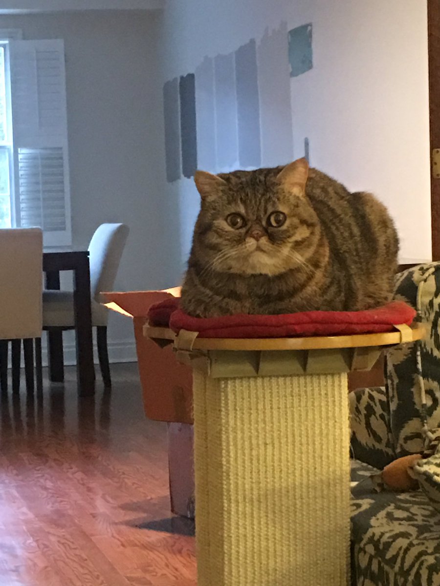 IamRubyTheCat tweet picture