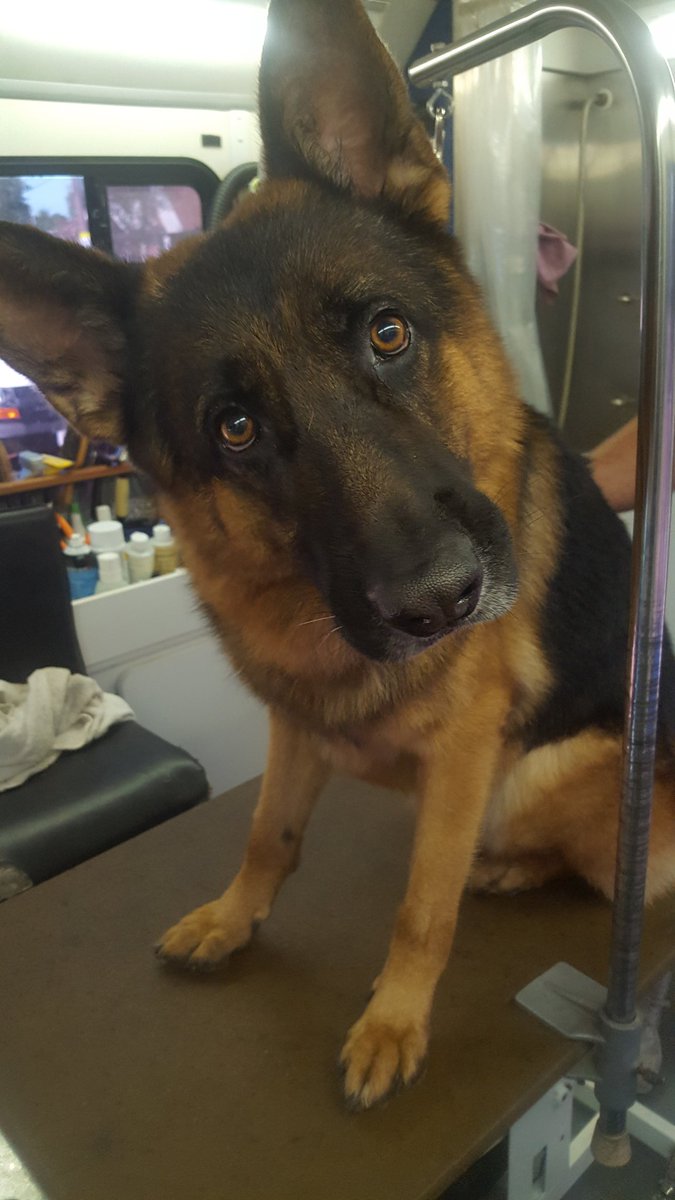 ProK9s's tweet photo. It's my buddies 6th Birthday.
Happy Birthday Delgado
#servicedog #protectionk9
#loyal #obedience https://t.co/JdQ6sVYfYX