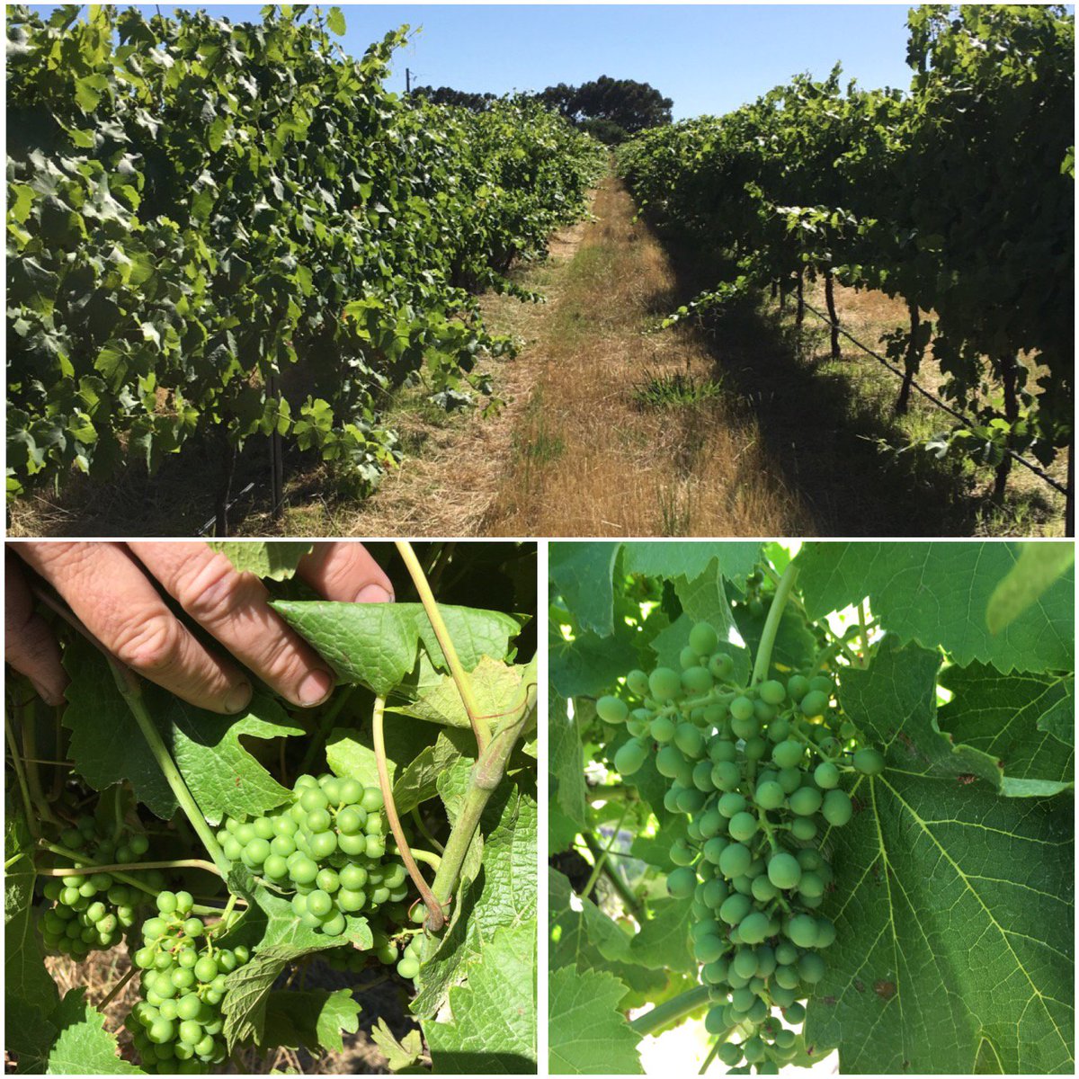 #v17 is sneaking up on us… we’re happy to say that so far it’s all looking good in the Strathbogies. #aussiewine
