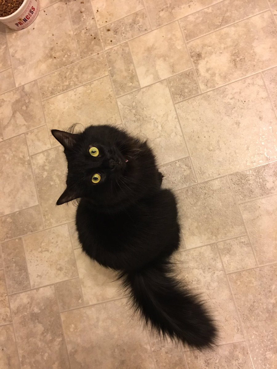 Such a beaut!! ❤❤❤ #kittykat