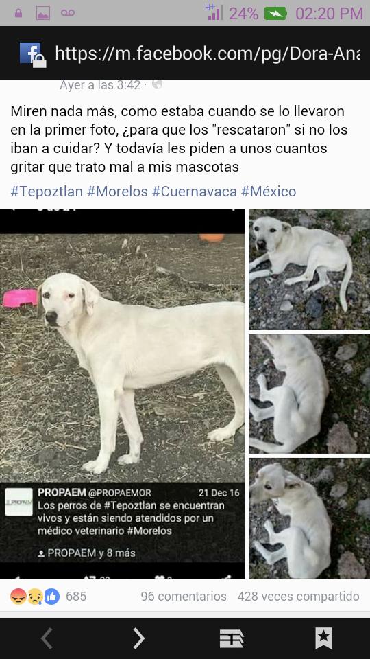IsabelYsita's tweet photo. @AnaElen73908848 Nuestro RECONOCIMIENTO y #AbrazoSolidario a la Dra. Dora VÍCTIMA del #RobaPerros #Faltan10🐕 #DíaDelProtectorDeAnimales https://t.co/5io5vp7p7B